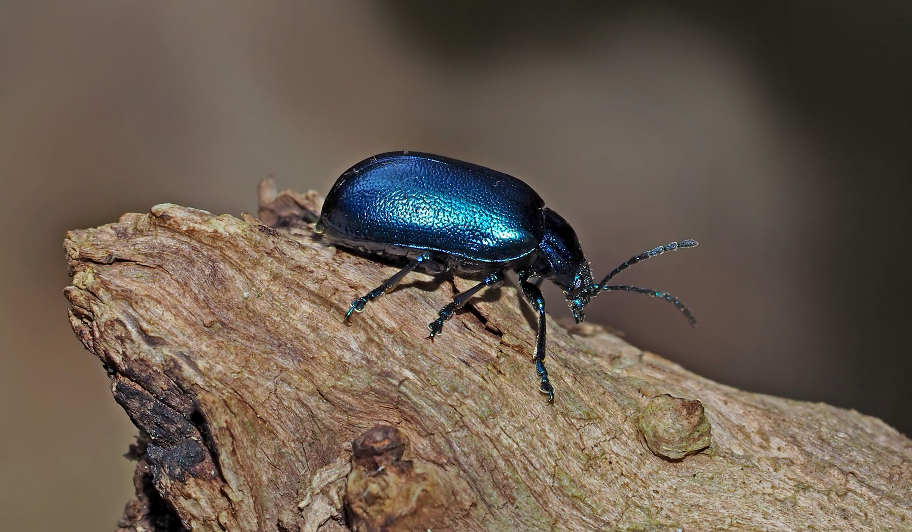 Himmelblauer Blattkäfer (Chrysolina coerulans) - Chrysomèle dans la forêt..!