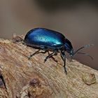 Himmelblauer Blattkäfer (Chrysolina coerulans) - Chrysomèle dans la forêt..!