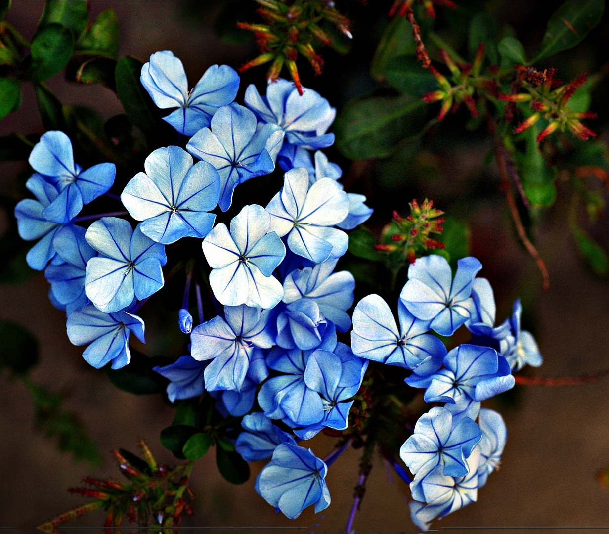 ~ himmelblauer Blütenschimmer ~