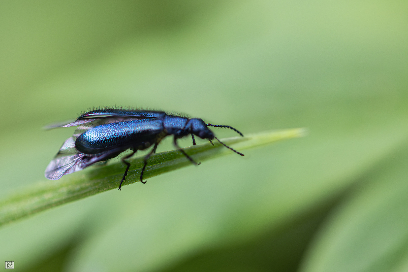 Himmelblauer Haarkäfer