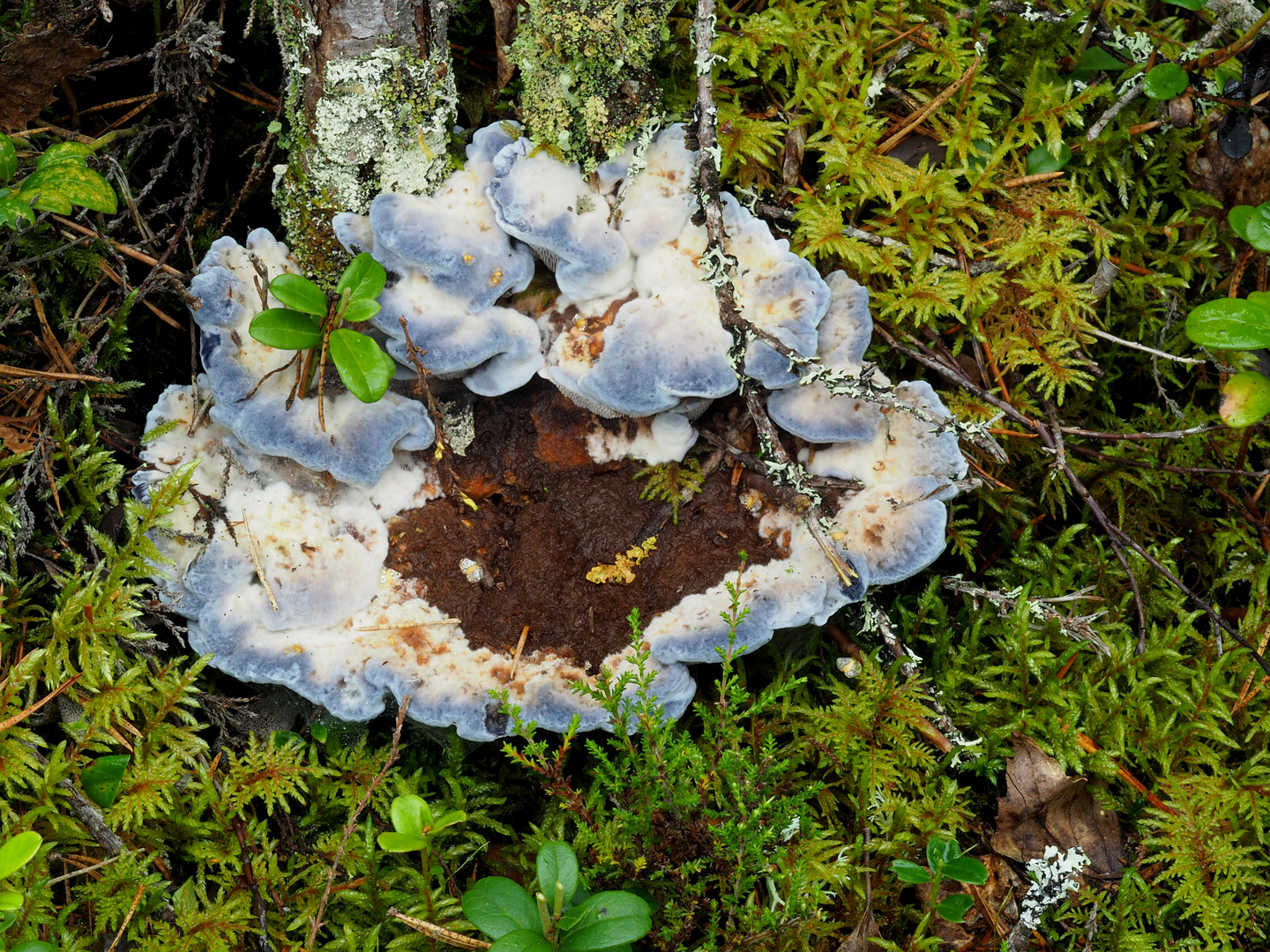 Himmelblauer Korkstacheling, Blauer Korkling      