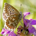 Himmelblauer oder Silbergrüner Bläuling ?