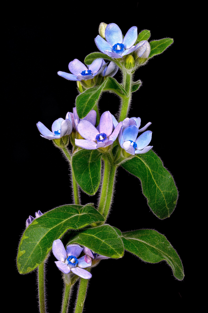 Himmelblauer Südstern