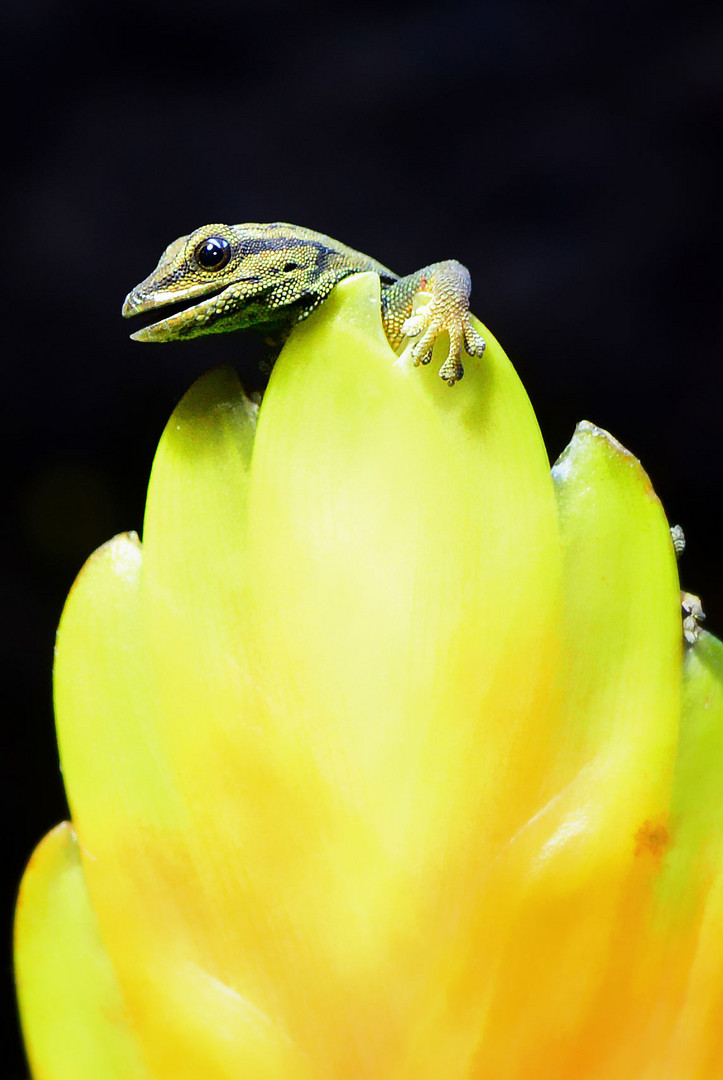 himmelblauer Taggecko