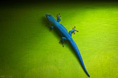 Himmelblauer Zwergtaggecko