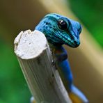 Himmelblauer Zwergtaggecko (Lygodactylus williamsi)