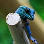 Himmelblauer Zwergtaggecko (Lygodactylus williamsi)