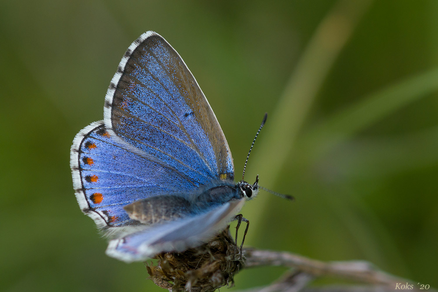 Himmelblaues Mädchen