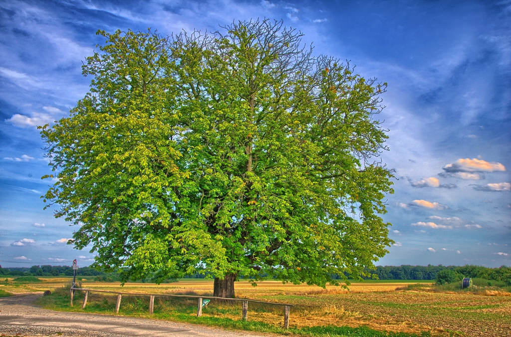 Himmelgeister Kastanie