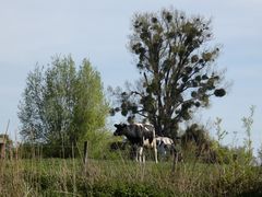 Himmelgeister Rheinbogen