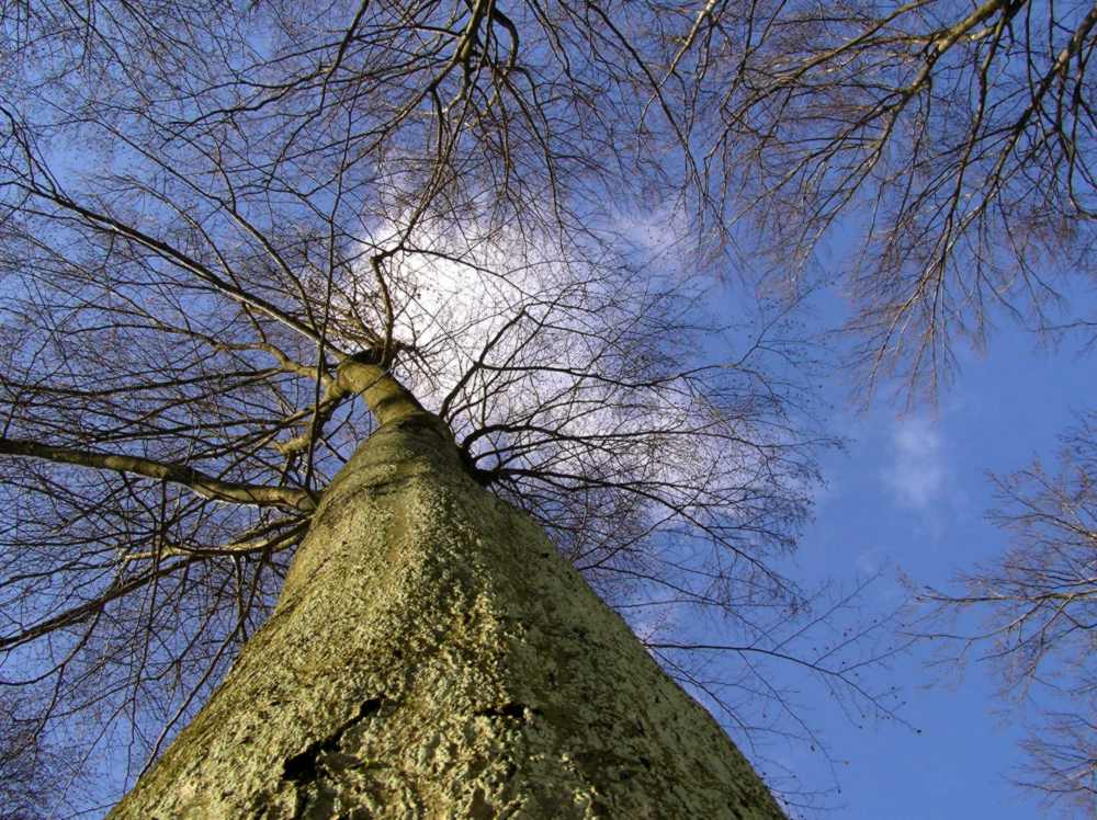 Himmelhoch. Der Baum.