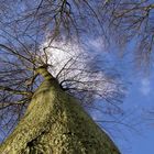 Himmelhoch. Der Baum.