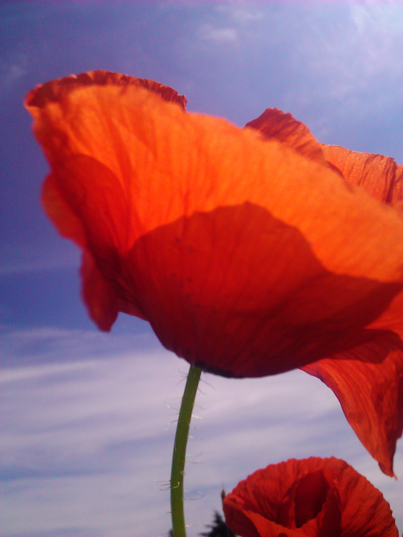 Himmelhoher Mohn