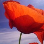 Himmelhoher Mohn