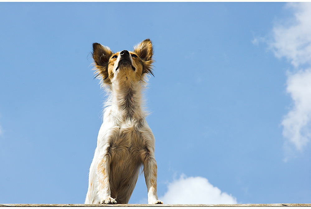 Himmelhund