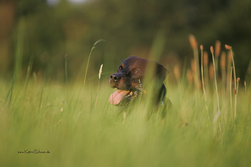 Himmelhund