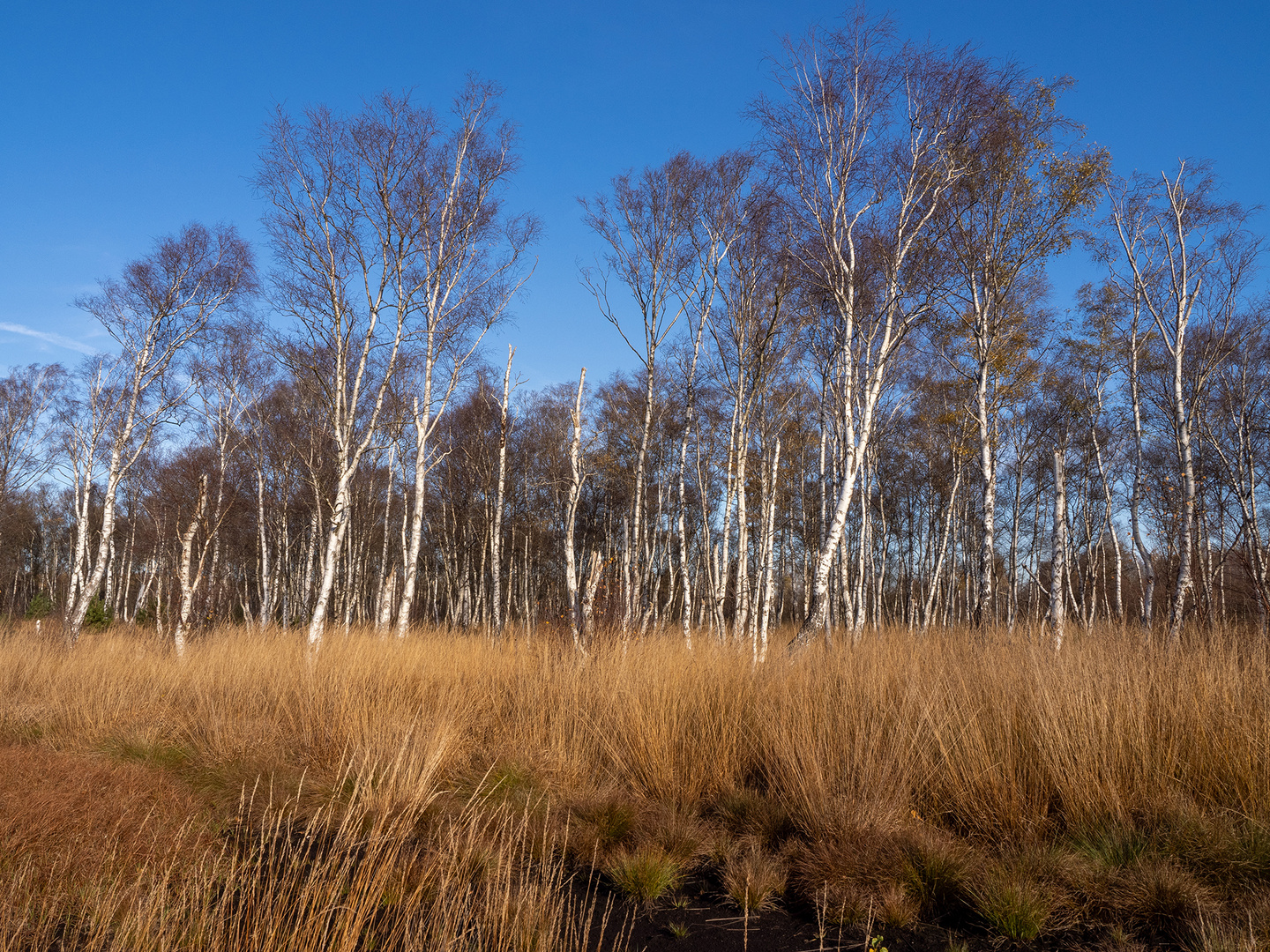 Himmelmoor - Am Birkenhain