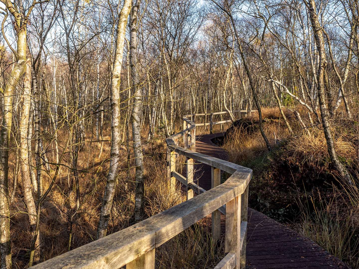 Himmelmoor - Holzbohlenweg