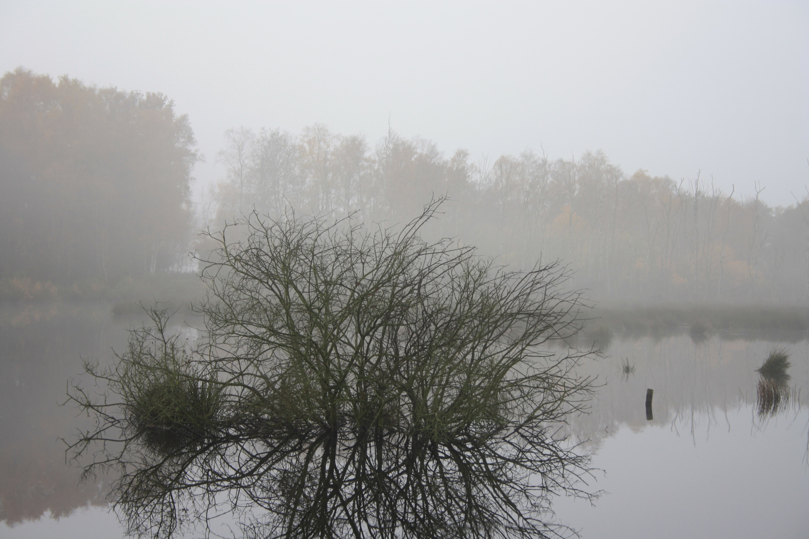 Himmelmoor im Nebel 1