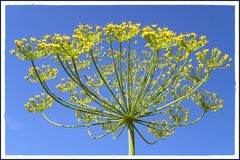 (Himmels)-Dill