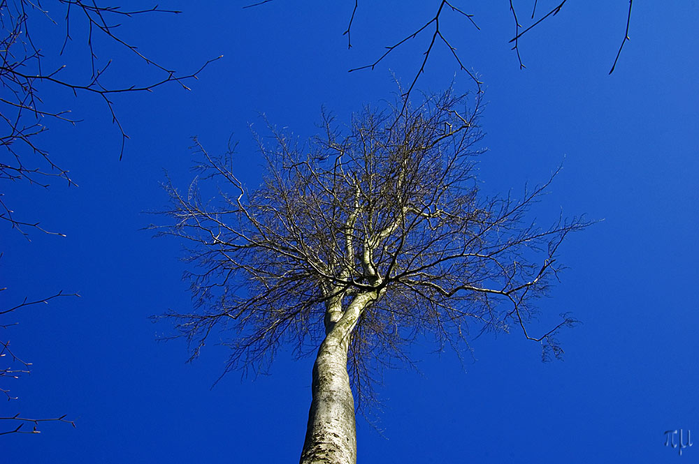 himmelsbaum 2