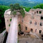 "Himmelsbaum" auf Schloß Auerbach, Bensheim