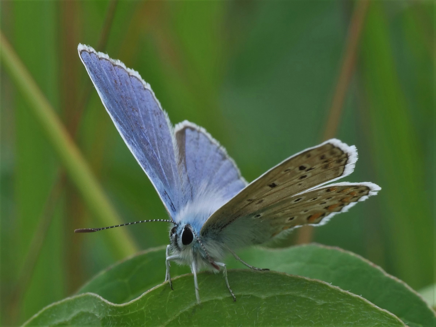 Himmelsblau/Schmetterlingssommer 11