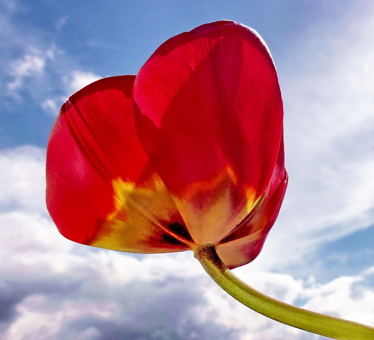 Himmelsblüte im Wolkenbett