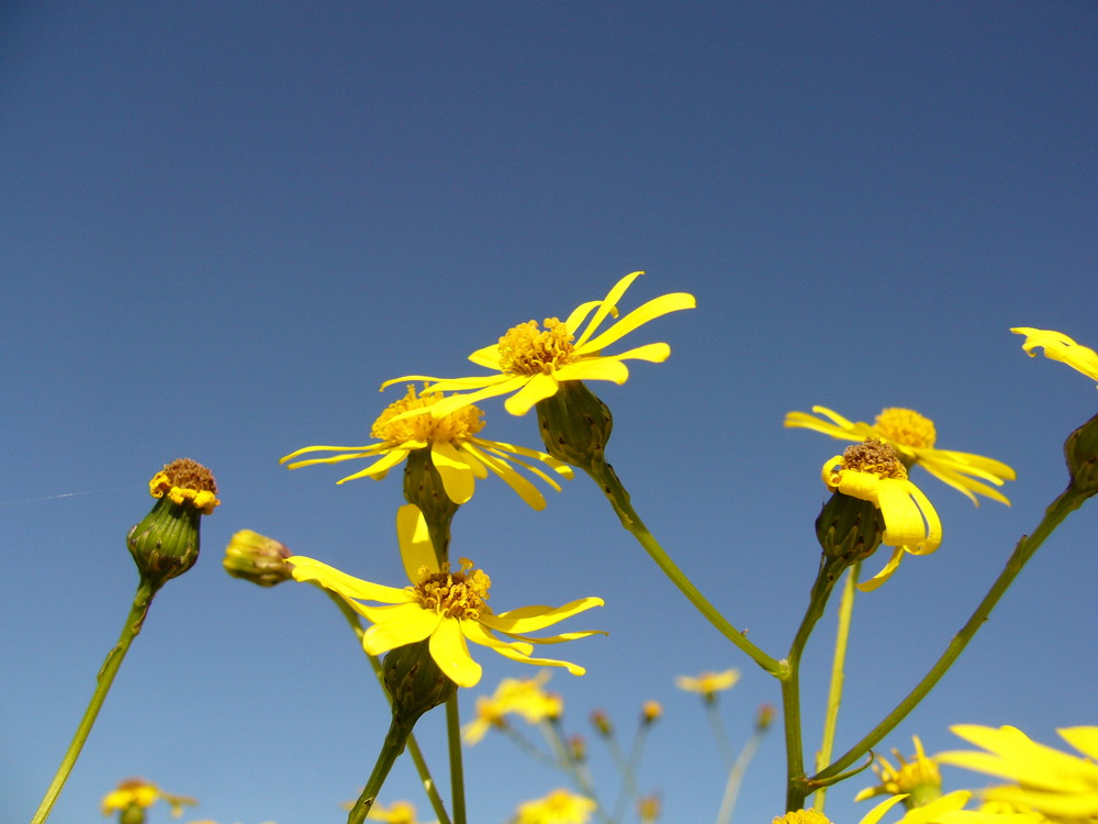 Himmelsblüten