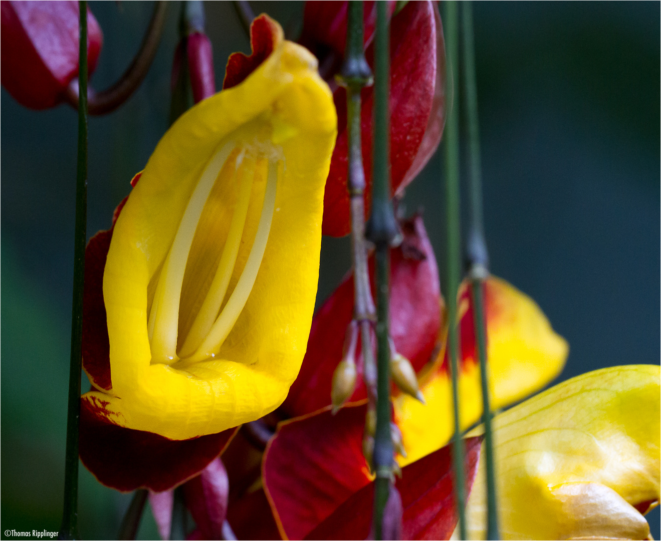 Himmelsblume (Thunbergia mysorensis)