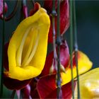 Himmelsblume (Thunbergia mysorensis)