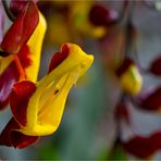 Himmelsblume (Thunbergia mysorensis).