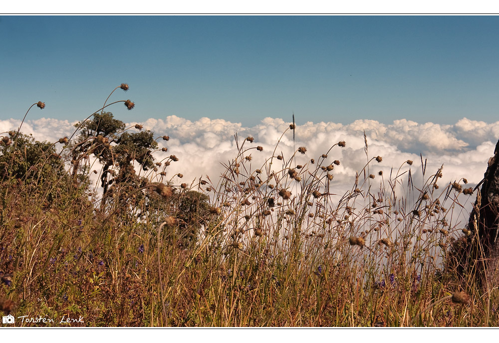 Himmelsblumen