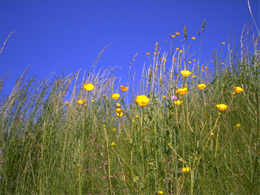 Himmelsblumen