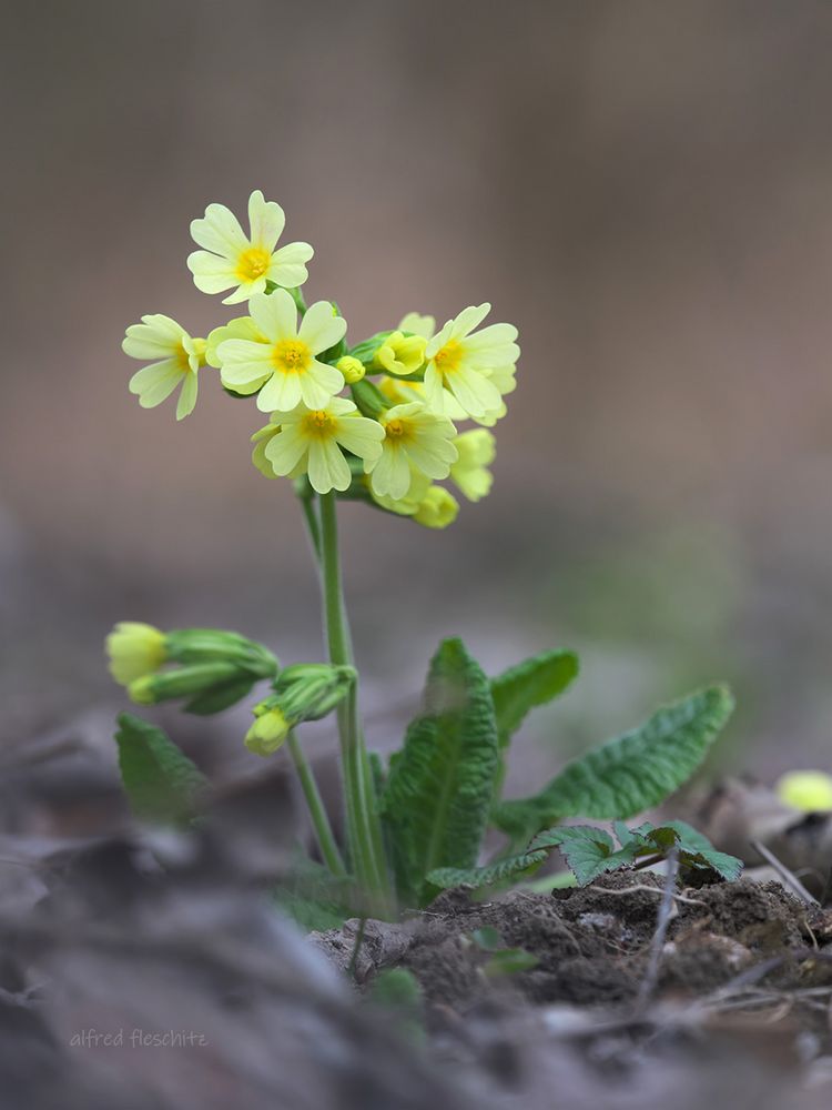 Himmelschlüssel 002 2021