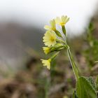 Himmelschlüssel ganz alleine