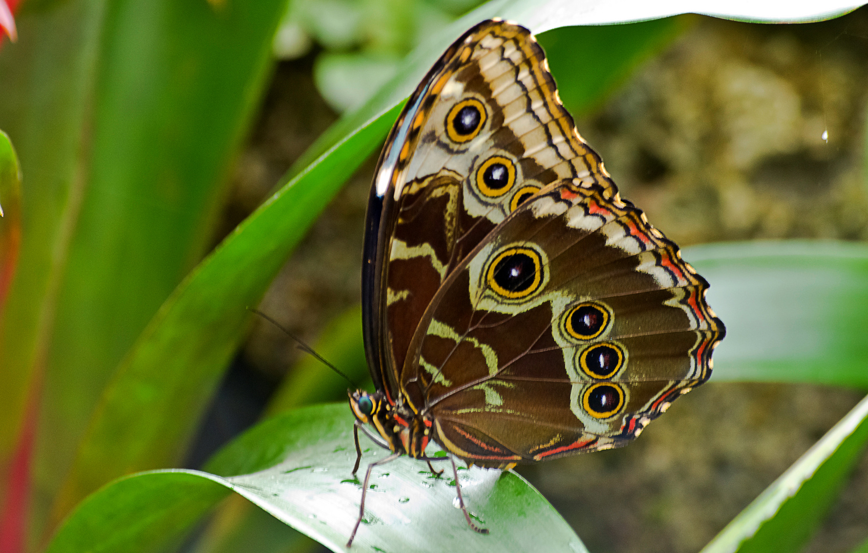 Himmelsfalter, auch blauer Morpho genannt