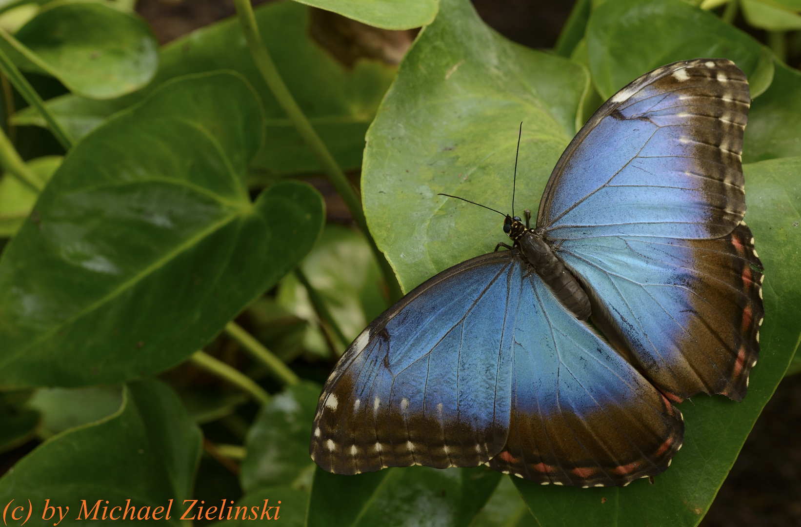 Himmelsfalter, Blaue Morphofalter (Morpho peleides)