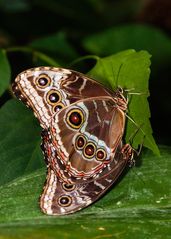 Himmelsfalter, Blauer Morphofalter (Morpho peleides)