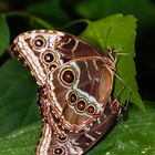 Himmelsfalter, Blauer Morphofalter (Morpho peleides)