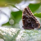 Himmelsfalter mit Lichtreflektionen