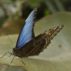 Himmelsfalter (Morpho)