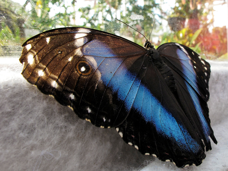 Himmelsfalter - Morpho Achilles