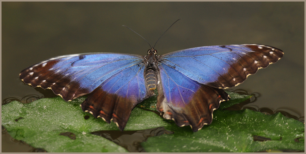 Himmelsfalter (Morpho peleides)