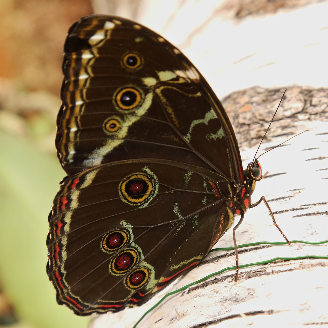 Himmelsfalter, Morpho peleides (2014_10_18_EOS 6D_7336_ji)