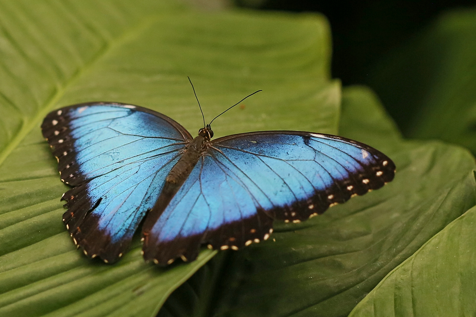 Himmelsfalter, Morpho peleides (2017_06_10_EOS 6D_3492_ji)