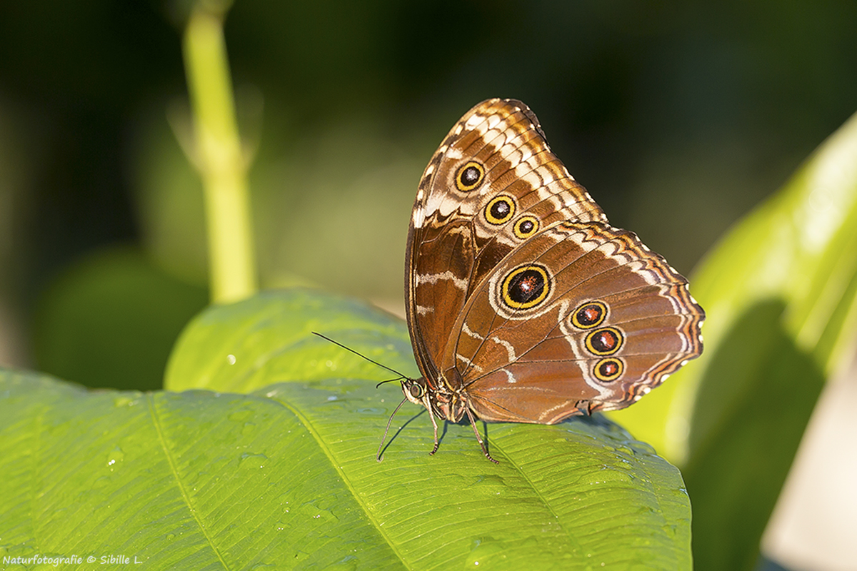 Himmelsfalter-Morpho-peleides