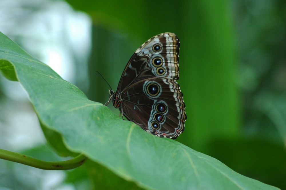 Himmelsfalter / Morpho peleides