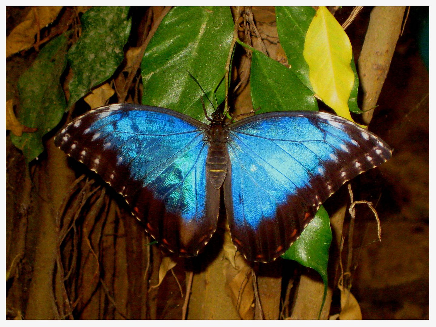 Himmelsfalter. Morpho peleides