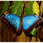 Himmelsfalter. Morpho peleides